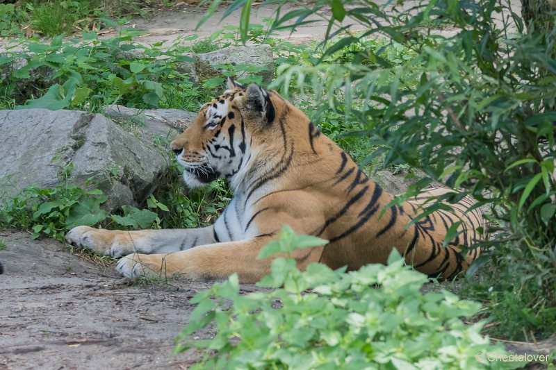 DSC00117.JPG - Siberische Tijger