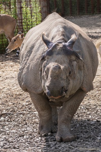 DSC00142.JPG - Indische Neushoorn