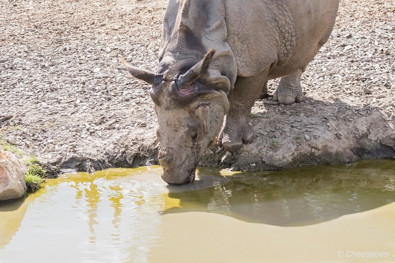 DSC00144.JPG - Indische Neushoorn