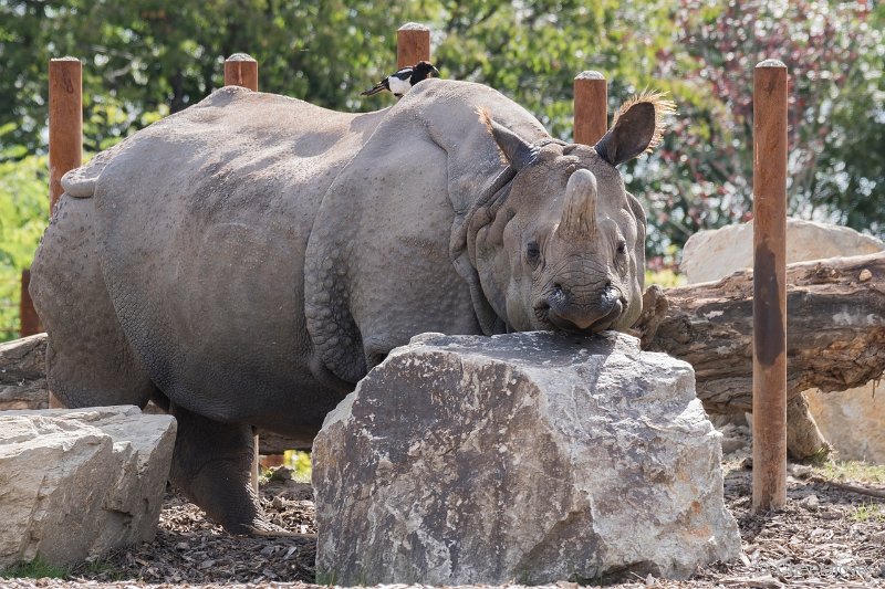 DSC00145.JPG - Indische Neushoorn