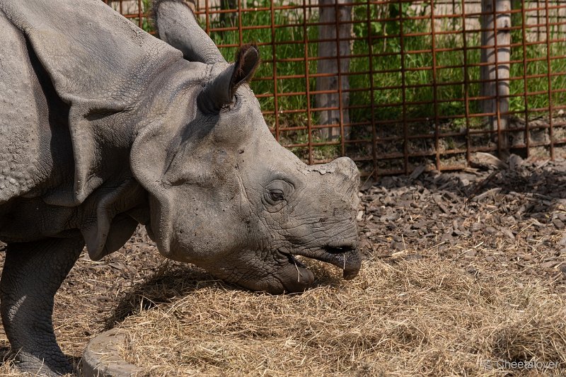 DSC00175.JPG - Indische Neushoorn