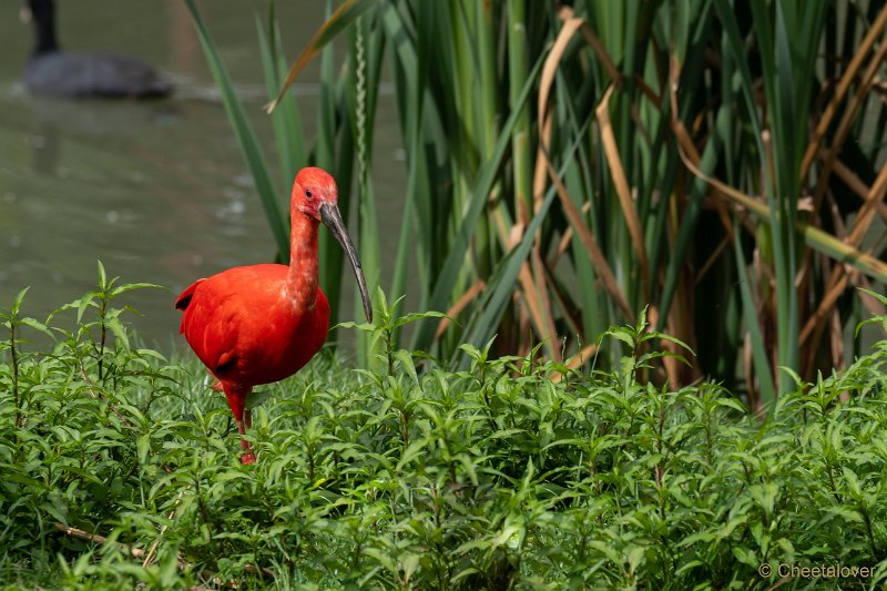 DSC00229.JPG - Rode Ibis