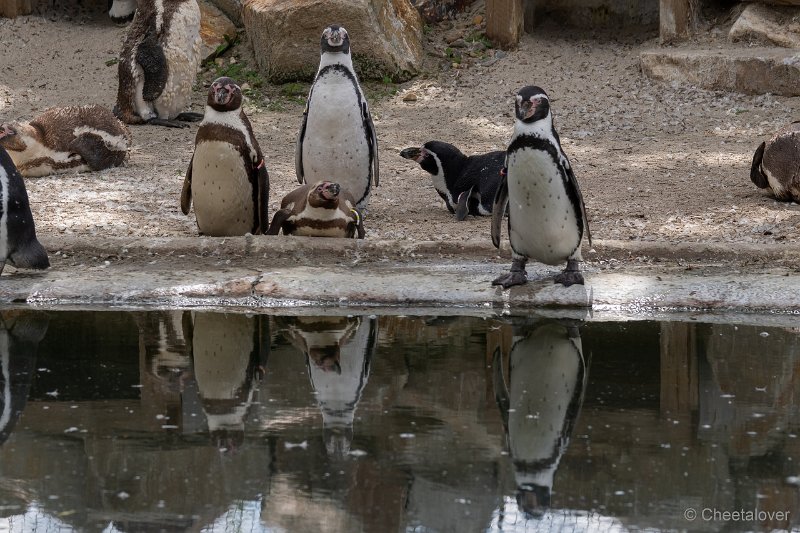 DSC00235.JPG - Humboldt Pinguin