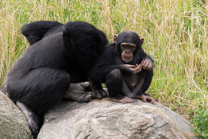 DSC00276.JPG - Chimpansee