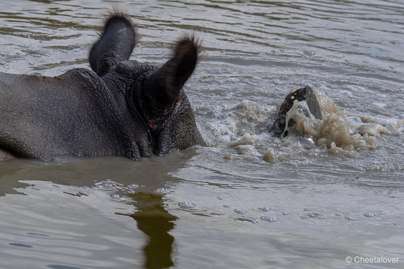 DSC00466.JPG - Indische Neushoorn