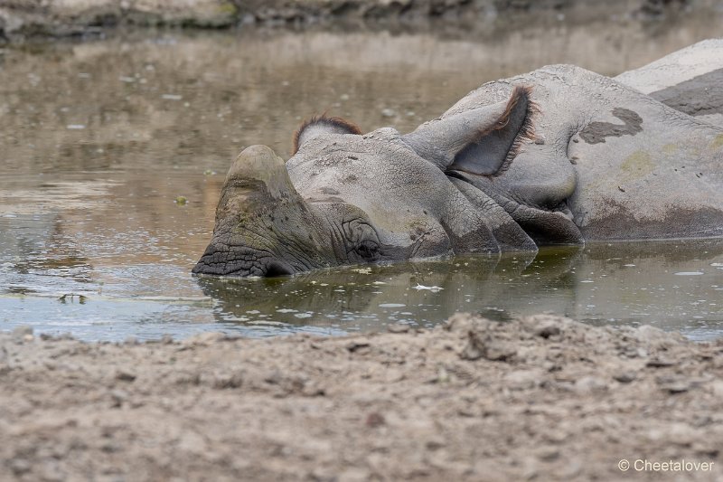 DSC00488.JPG - Indische Neushoorn