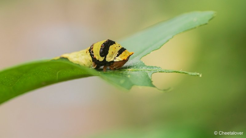 DSC00070.JPG - Papilio sp.