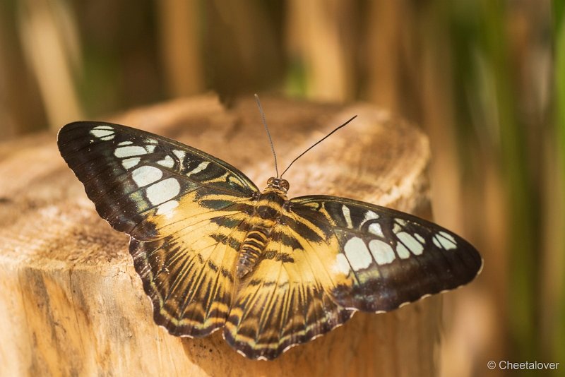 DSC00087.JPG - Parthenos sylvia