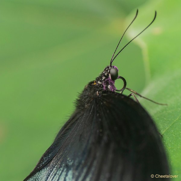 DSC00107.JPG - Papilio Rumanzovia