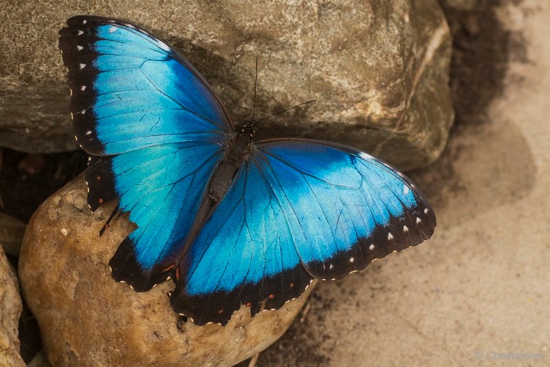 DSC00141.JPG - Morpho Peleides