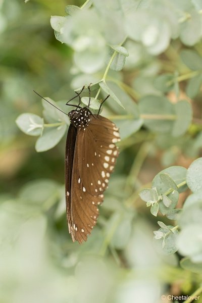 DSC00181.JPG -  Euploea core