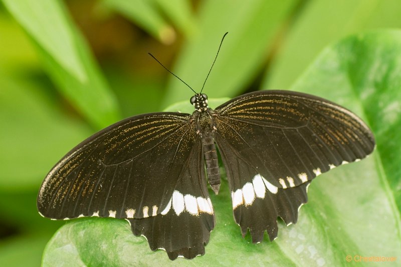 DSC00190.JPG - Papilio Polytes