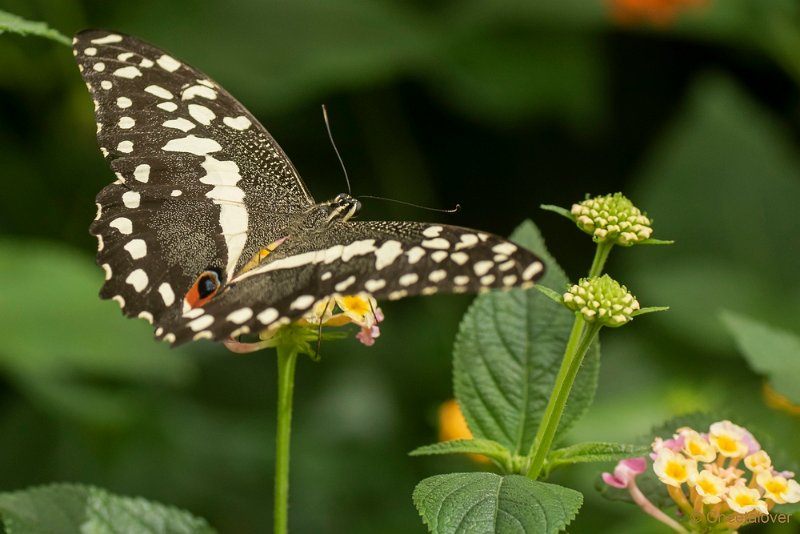 DSC00194.JPG - Papilio Thoas (zwaluwstaart)
