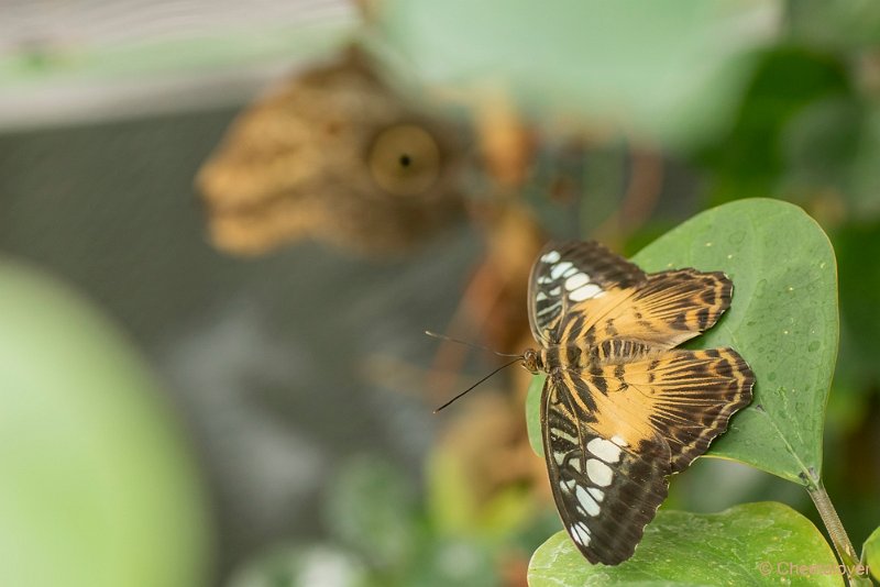 DSC00224.JPG - Parthenos sylvia