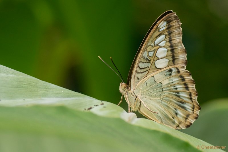 DSC00276.JPG - Parthenos sylvia