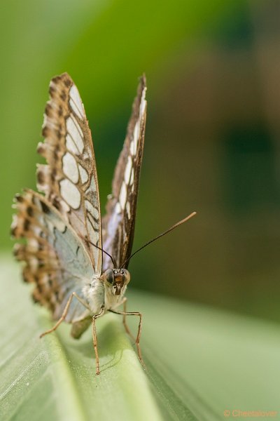 DSC00281.JPG - Parthenos sylvia