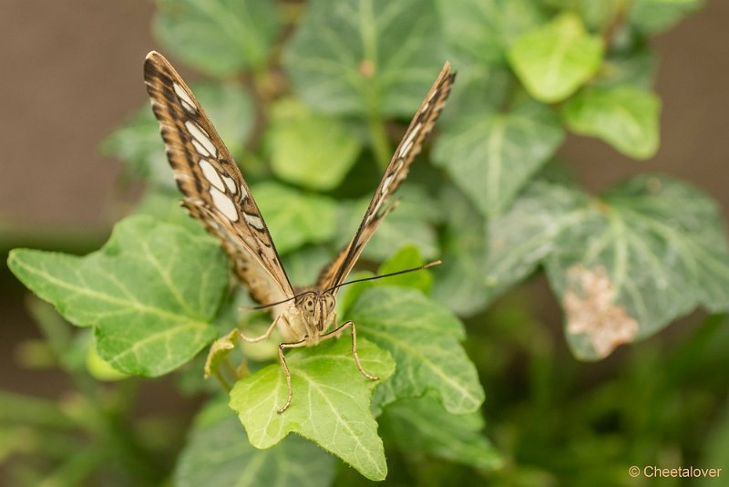 DSC00358.JPG - Parthenos sylvia