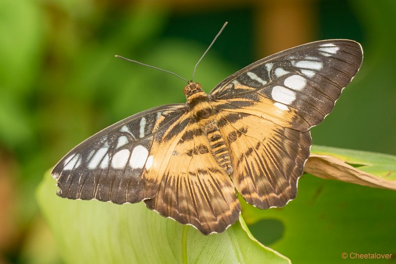 DSC00399.JPG - Parthenos sylvia