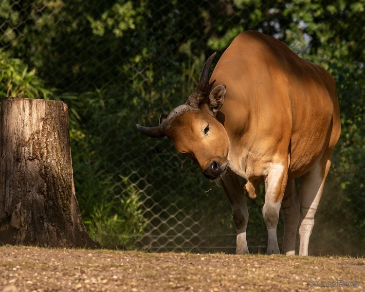 DSC00071.JPG - Banteng