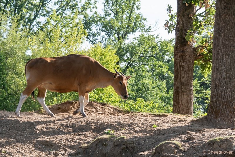 DSC00083.JPG - Banteng