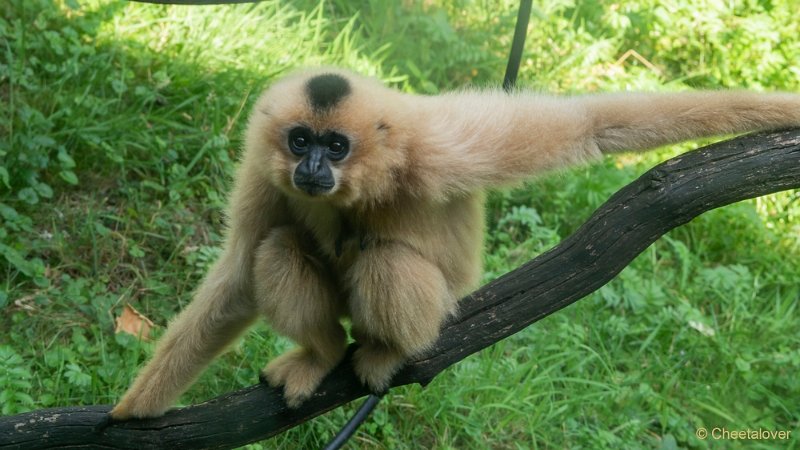 DSC00131.JPG - Goudwanggibbon