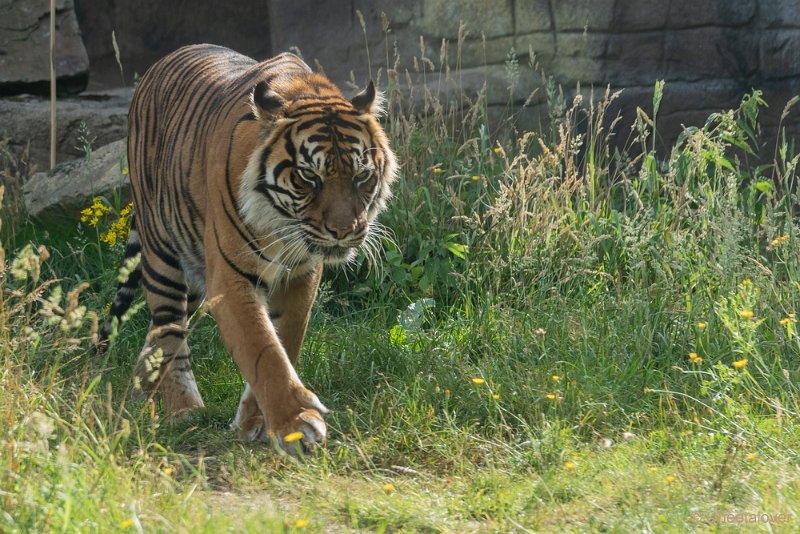 DSC00158.JPG - Sumatraanse tijger