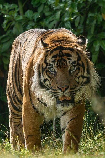 DSC00191.JPG - Sumatraanse tijger