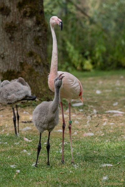 DSC00356.JPG - Europese Flamingo