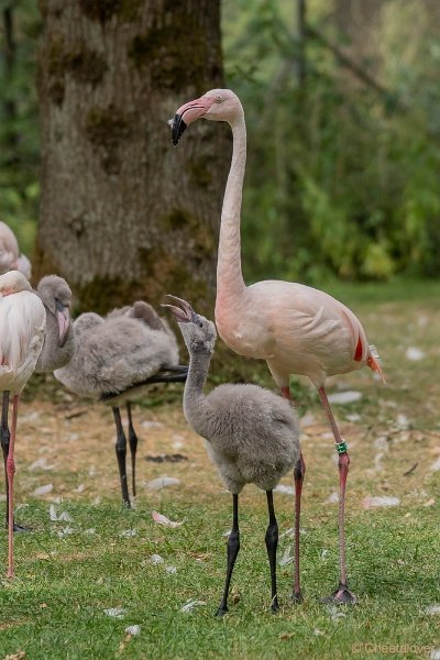 DSC00366.JPG - Europese Flamingo