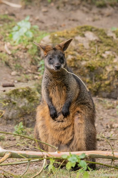 DSC00392.JPG - Moeraswallaby