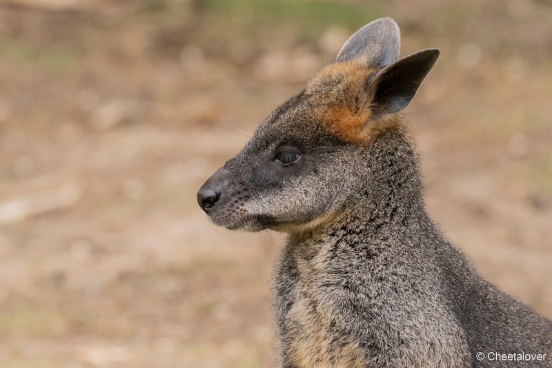 DSC00394.JPG - Moeraswallaby