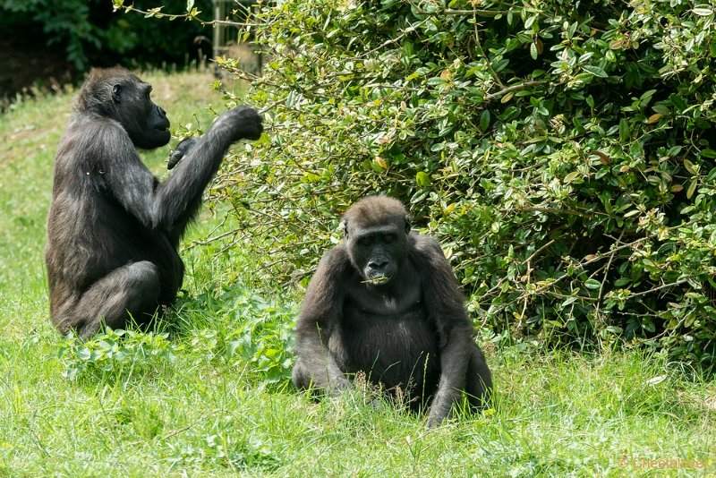 DSC00443.JPG - Westelijke Laaglandgorilla