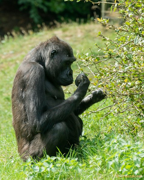 DSC00458.JPG - Westelijke Laaglandgorilla