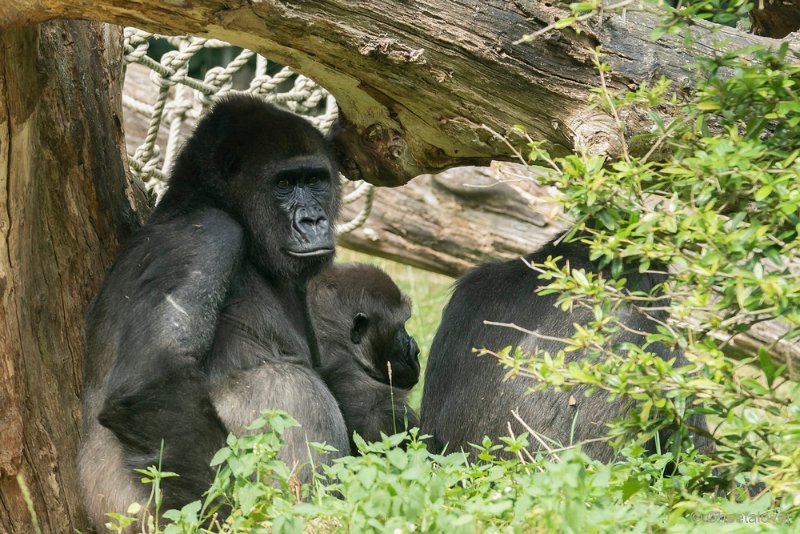 DSC00476.JPG - Westelijke Laaglandgorilla