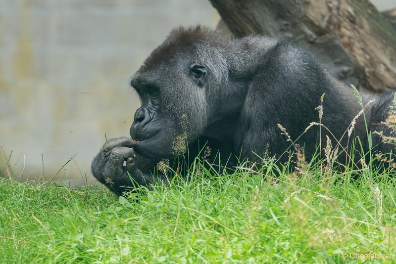 DSC00508.JPG - Westelijke Laaglandgorilla