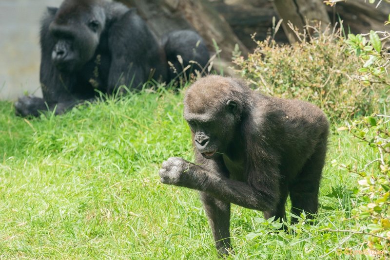 DSC00518.JPG - Westelijke Laaglandgorilla