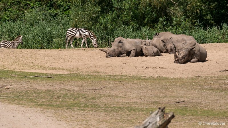 DSC00628.JPG - Breedlipneushoorn en Grant Zebra