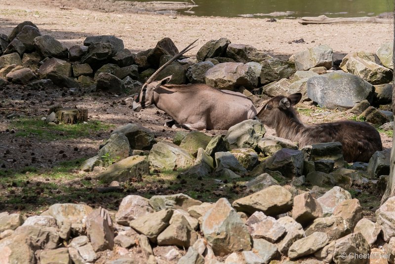 DSC00634.JPG - Oost-Afrikaanse Spiesbok en Ellips Waterbok