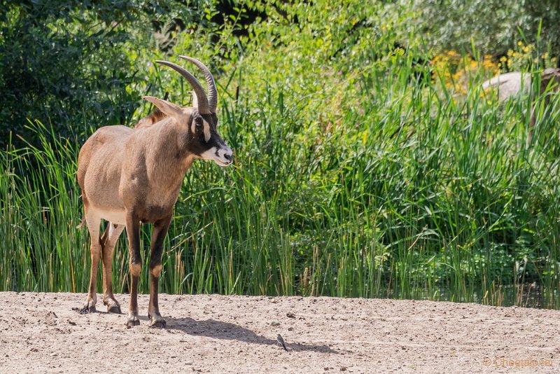 DSC00637.JPG - Basterdgemsbok