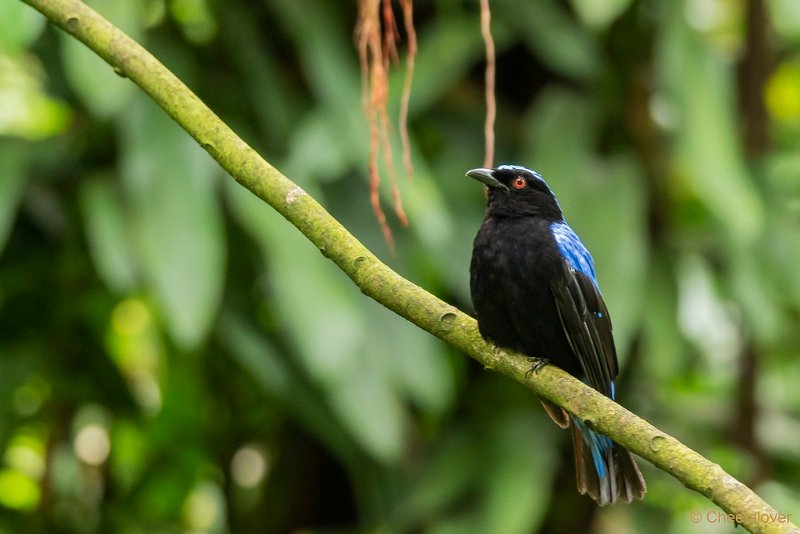 DSC00834.JPG - Halsbandcotinga