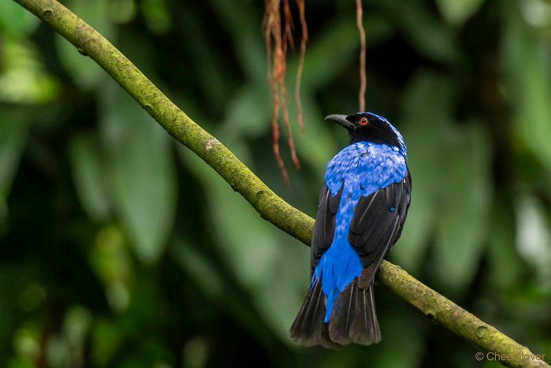 DSC00842.JPG - Halsbandcotinga