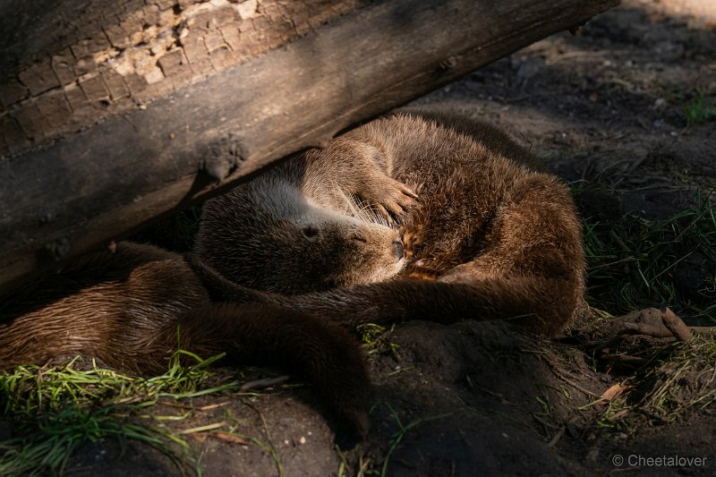 DSC00090.JPG - Europese Otter