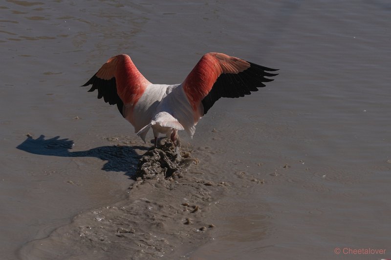 DSC00196.JPG - Grote Flamingo