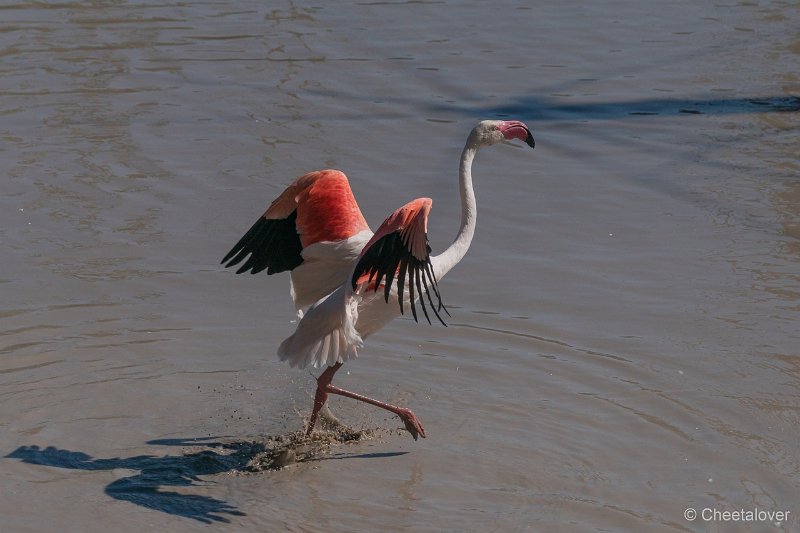 DSC00206.JPG - Grote Flamingo