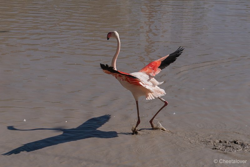 DSC00215.JPG - Grote Flamingo