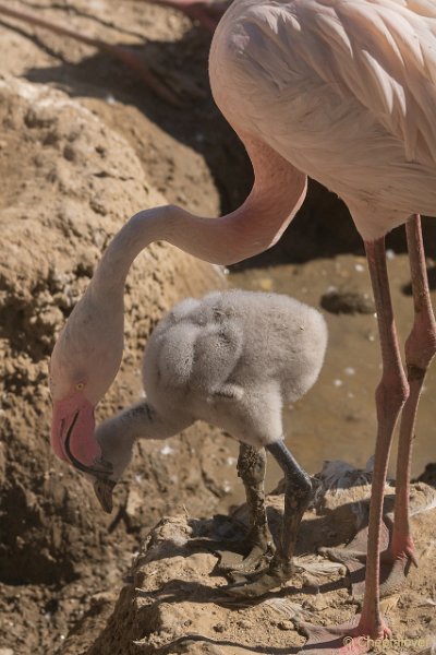 DSC00253.JPG - Grote Flamingo