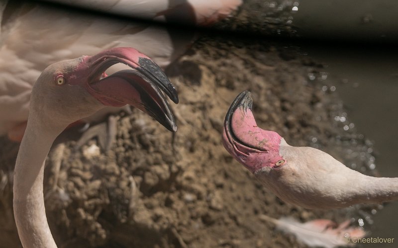 DSC00278.JPG - Grote Flamingo