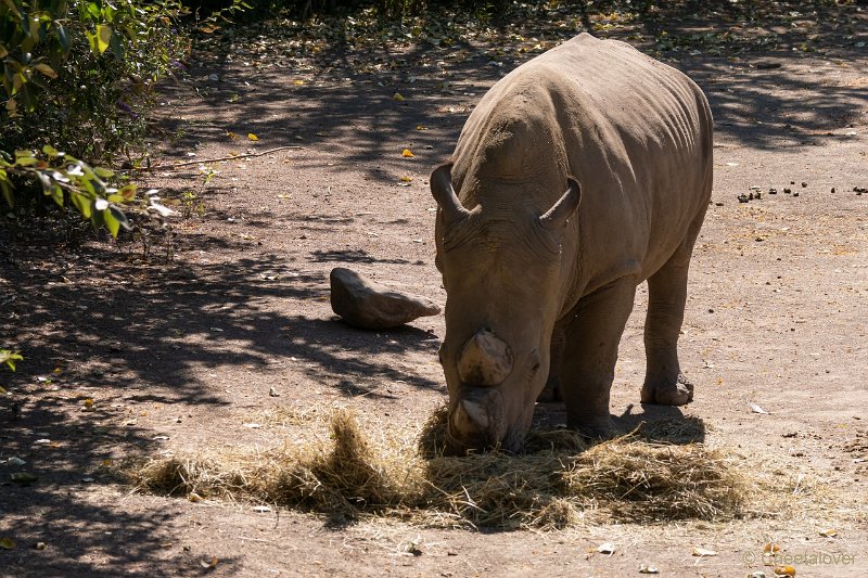 DSC00301.JPG - Breedlipneushoorn