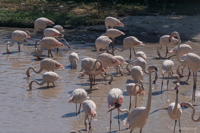 DSC00311.JPG - Grote Flamingo