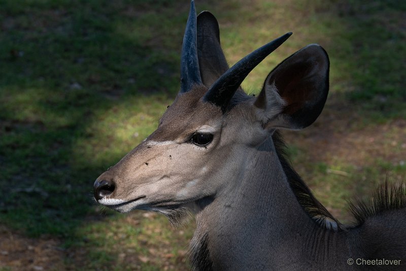 DSC00331.JPG - Grote Kudu